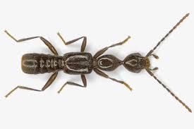 Attēlu rezultāti vaicājumam “Staphylinidae”