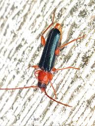 Attēlu rezultāti vaicājumam “Rhamnusium bicolor”