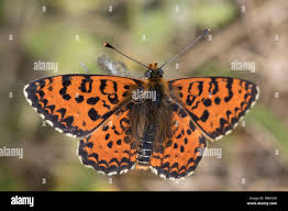 Attēlu rezultāti vaicājumam “Melitaea didyma underside”