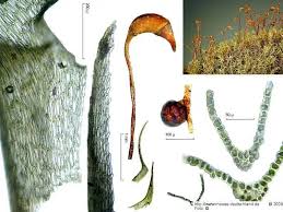 Attēlu rezultāti vaicājumam “Dicranella schreberiana”