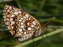Attēlu rezultāti vaicājumam “Melitaea diamina upperside”