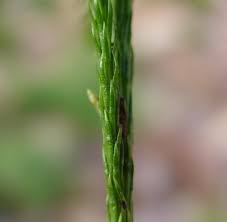 Attēlu rezultāti vaicājumam “Diachea muscorum stalked”