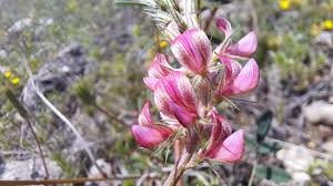 Attēlu rezultāti vaicājumam “Onobrychis arenaria leaf”