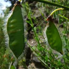 Attēlu rezultāti vaicājumam “Cytisus scoparius fruit”