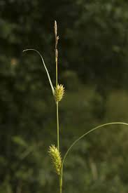 Attēlu rezultāti vaicājumam “Carex hostiana”