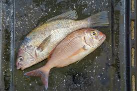 Image result for Pagrus pagrus