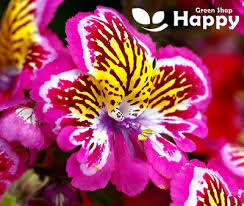 Image result for Schizanthus