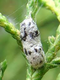 Attēlu rezultāti vaicājumam “Ichneumonidae cocoon”