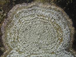 Attēlu rezultāti vaicājumam “Pertusaria amara”