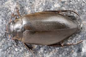 Attēlu rezultāti vaicājumam “Colymbetes striatus”