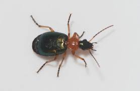 Attēlu rezultāti vaicājumam “Lebia chlorocephala”