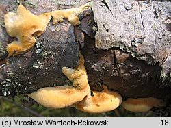 Attēlu rezultāti vaicājumam “Diplomitoporus flavescens”