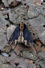 Attēlu rezultāti vaicājumam “Dypterygia scabriuscula”