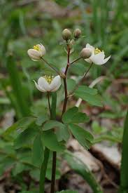 Attēlu rezultāti vaicājumam “Isopyrum thalictroides flower”