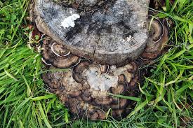 Attēlu rezultāti vaicājumam “Bjerkandera adusta”