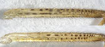 Attēlu rezultāti vaicājumam “Dicyphus sp.”