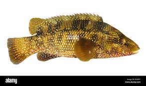 Image result for Labrus bergylta