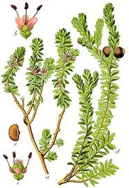 Attēlu rezultāti vaicājumam “Empetraceae”