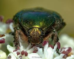 Attēlu rezultāti vaicājumam “Cetonia aurata”