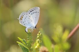 Attēlu rezultāti vaicājumam “Everes argiades male”
