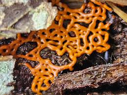 Attēlu rezultāti vaicājumam “Hemitrichia serpula macro”