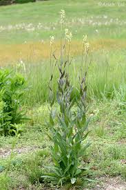 Attēlu rezultāti vaicājumam “Arabis glabra”