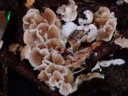 Attēlu rezultāti vaicājumam “Crepidotus versutus”