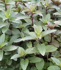 Image result for Mentha piperita