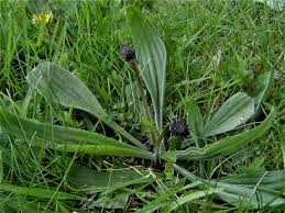Attēlu rezultāti vaicājumam “Plantago lanceolata leaf”