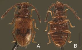 Attēlu rezultāti vaicājumam “Silvanidae”