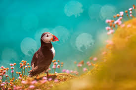 Image result for Fratercula arctica