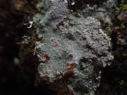 Attēlu rezultāti vaicājumam “Trapelia coarctata”