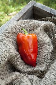 Afbeeldingsresultaat voor hungarian sweet white sweet pepper