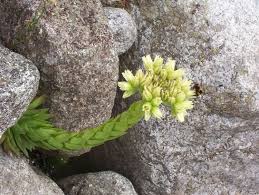 Attēlu rezultāti vaicājumam “Jovibarba globifera flower”
