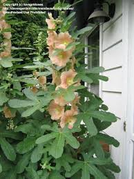 Attēlu rezultāti vaicājumam “Alcea rosea leaf”