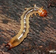 Attēlu rezultāti vaicājumam “Pyrochroidae larva”