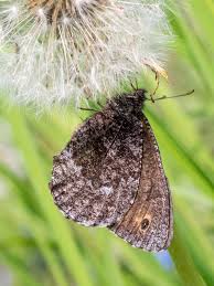 Attēlu rezultāti vaicājumam “Oeneis jutta”