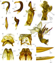 Attēlu rezultāti vaicājumam “Alloeotomus sp.”