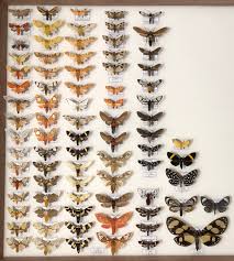 Attēlu rezultāti vaicājumam “Arctiidae”