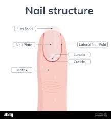 Image result for lunula nail