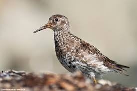 Attēlu rezultāti vaicājumam “Calidris maritima”