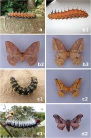 Attēlu rezultāti vaicājumam “Saturniidae”