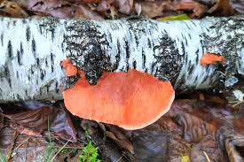 Attēlu rezultāti vaicājumam “Perenniporia medulla-panis”