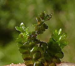 Attēlu rezultāti vaicājumam “Chiloscyphus pallescens”