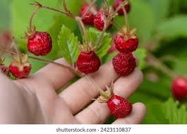 Attēlu rezultāti vaicājumam “Fragaria moschata”