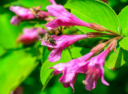 Attēlu rezultāti vaicājumam “Weigela praecox”