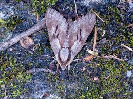 Attēlu rezultāti vaicājumam “Sphinx pinastri”