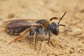 Attēlu rezultāti vaicājumam “Andrena haemorrhoa”