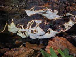 Attēlu rezultāti vaicājumam “Heterobasidion parviporum”