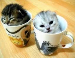 images?qtbnANd9GcSrG0e64Gg2H0cjnGV49Er8r9k8Vhu8b7 BQsiLy29jeVFL8MdK